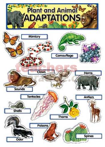 Animal Adaptions - Lessons - Blendspace
